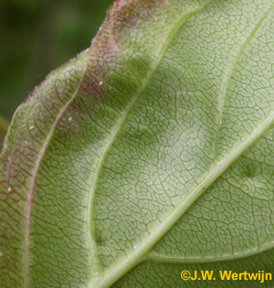 blad onderkant Pruimenviltmijt (eriophyes distinguendus)